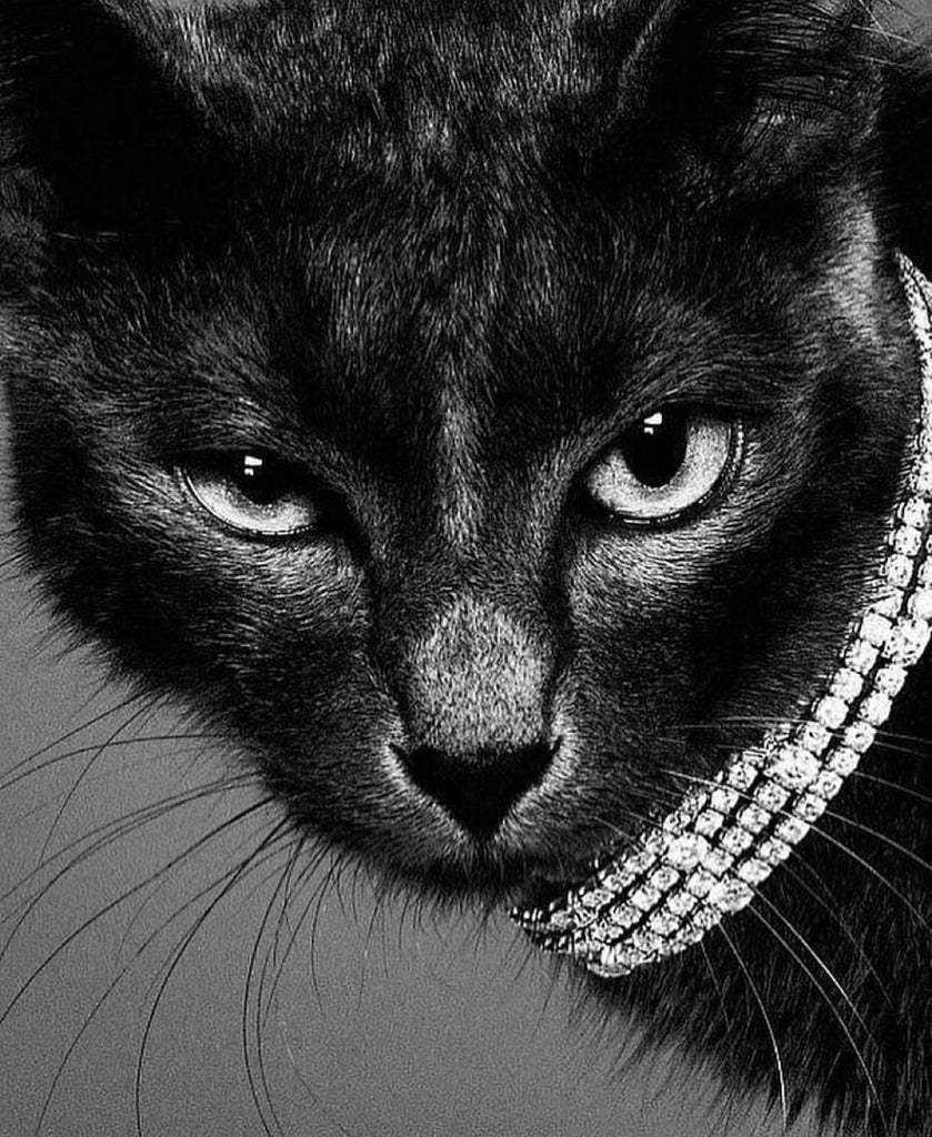 Cats Stare By JP