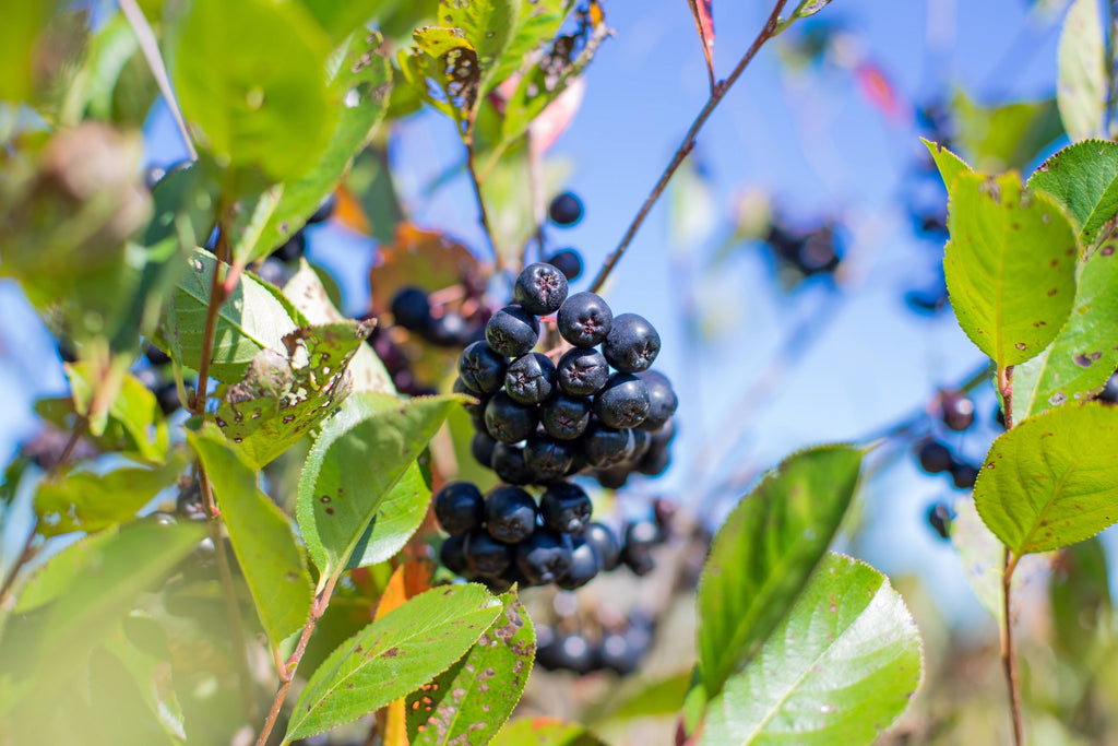 Tohi Aronia Berry Beverage Dragon Fruit Flavor