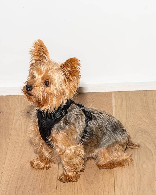 Black Harness