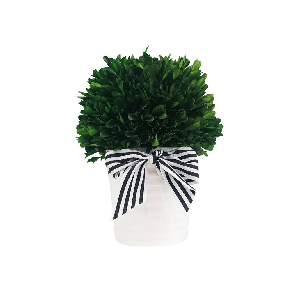 Boxwood Ball Topiary W/Pot