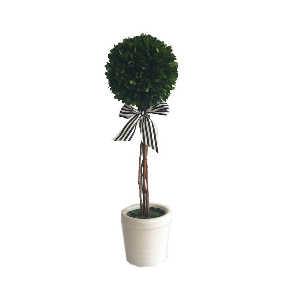 Boxwood Ball Topiary W/Pot
