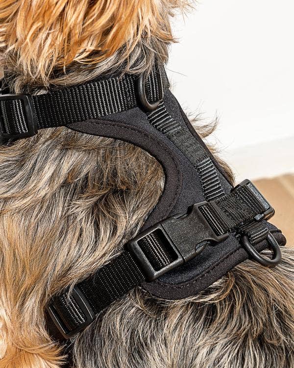 Black Harness